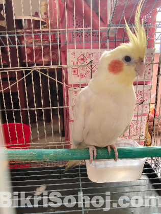 Male Cocatail Lutino